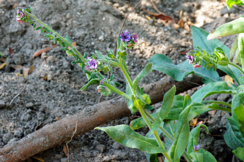 Cynoglossum creticum